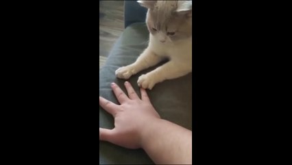 Here are some funny animal video suggestions for 2025 🤣🤣