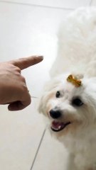 Animals starting with the letter A