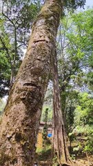 Red Chandan tree #Munnar #Kerala