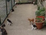 Les chatons dans la balcon pour l'une des premières fois