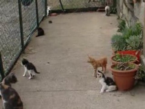 Les chatons dans la balcon pour l'une des premières fois