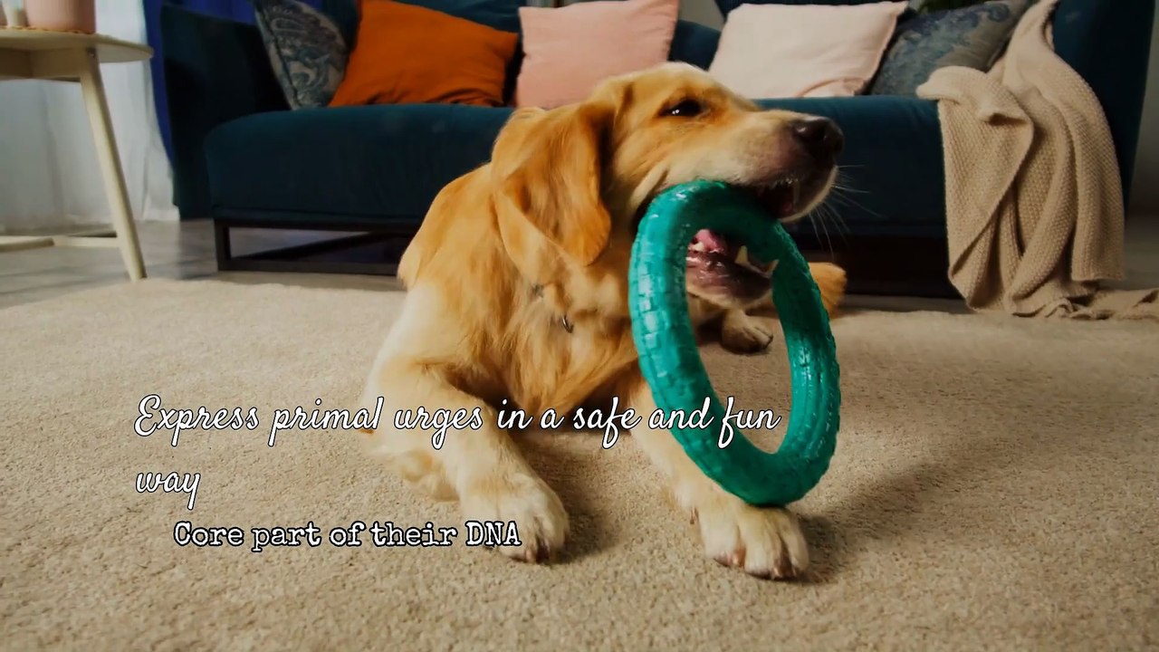 Why do dogs like playing fetch