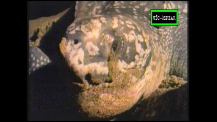Al Cuidado de la Naturaleza: Jacques y las tortugas laúd - Documental (1995) - Español Latino