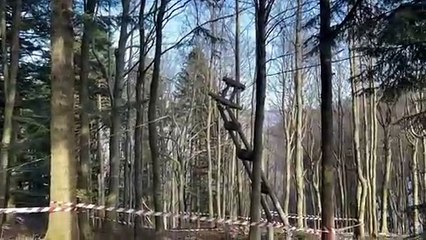 Il grido degli alberi malati