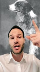 Un CHIEN qui TRAVERSE un PAYS pour ses MAITRES ?