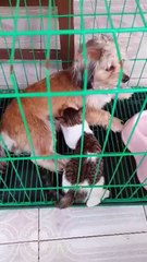 Welcome to our purr-fectly adorable journey through the world of FelineAndC