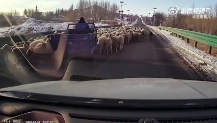 Quand c'est ton chien qui gère le traffic routier...