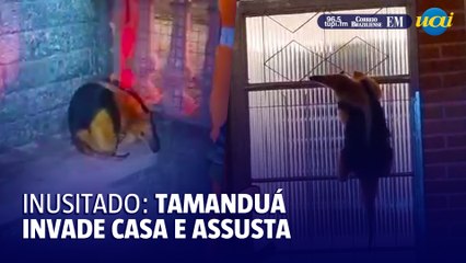 Tamanduá-mirim tenta invadir casa em Itajubá