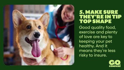 10 Tips On How To Get Cheaper Pet Insurance I Kiplinger