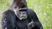 Animal with Love