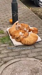 First rule of orange club is ...