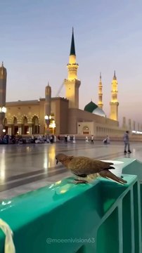 کہاں میں کہاں یہ مدینے کی گلیاں یہ قسمت نہیں ہے تو پھر اور کیا ہے۔ ۔ ۔ مدینہ #مدینہ_منورہ #نعت #گنبد #گنبد_خضری #مسجد #مسجدنبوی #مسجدقباء #سعودية @top fans @followers