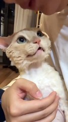 🐾🌟 Get ready for a fluff-tastic journey into the world of **CuteCats**! I