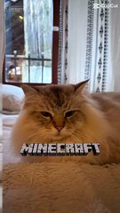 Quand ton Maine Coon se transforme en chat Minecraft… 😼✨