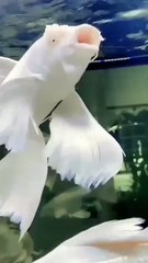 Muhammad Nabi na beautiful||Islamic Content||Naat Sharif