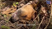 Dog Who Was Too Skinny To Move Finally Lifts Her Head Up