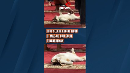 Lucu, Seekor Kucing Tidur di Masjid dan Sulit Dibangunkan