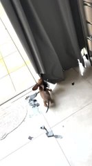 Playful Dachshund Puppy Rips Curtain to Pieces