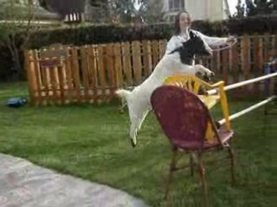 ma chevre qui saute 78 cm!!