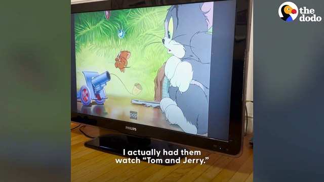 Woman Rescues Six Tiny Kittens From A Parking Garage