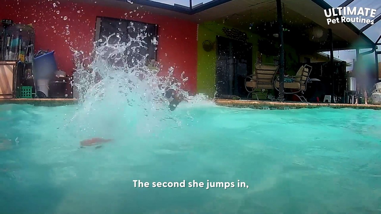 Pittie Refuses To Get Out Of The Pool