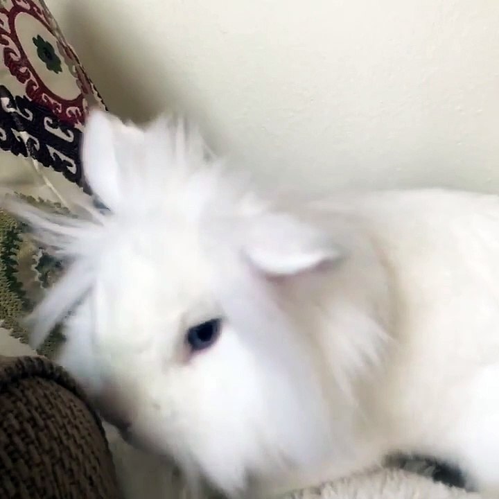 Get ready for the ultimate cuteness overload in this purr-fectly adorable v