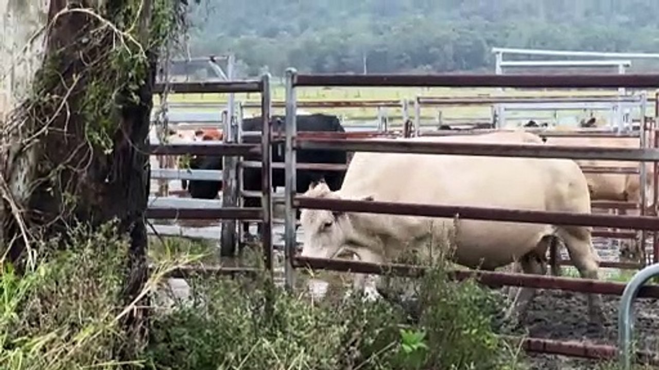 Rain in Lismore region subsidies allowing farmers to return to work
