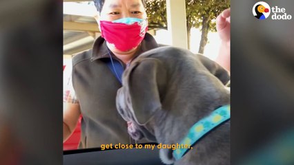 Grandma Who's Scared Of Dogs Gets Won Over By Daughter's Pit Bulls