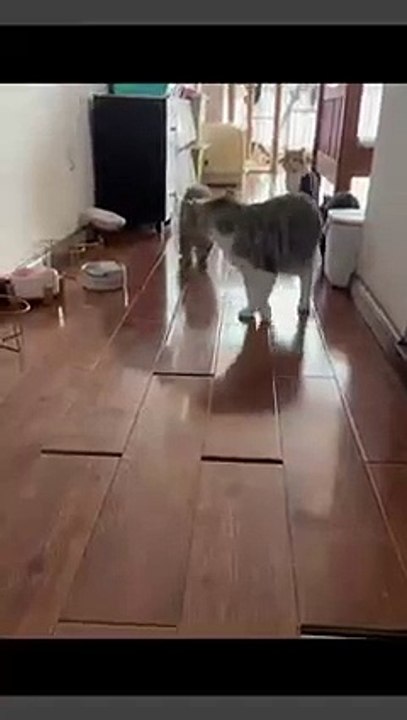 Hund packt Geschenke aus! 20250310