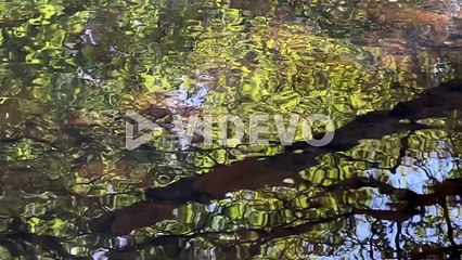 Tree reflection, river water ripple