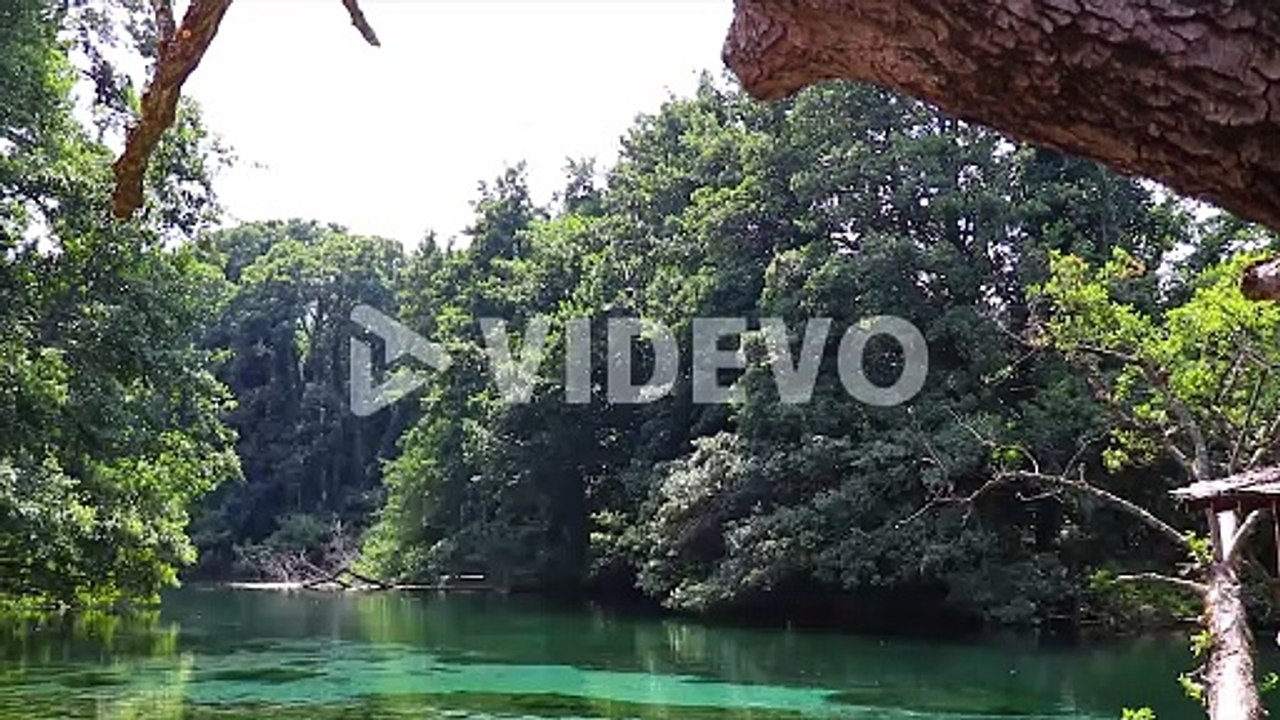 Wide shot of big trees and a green natural lake with a transparent water