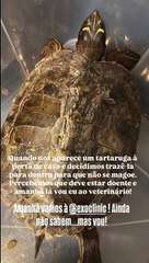 Tartaruga em casa de Andreia Rodrigues