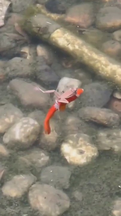 Las insólitas imágenes de una rana que viaja sobre un pez y recorre el río como si fuera un taxi acuático