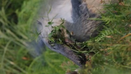 Shoebill foraging in the shallow floating vegetation finds itself a fish to eat