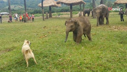¡Elefante bebé se abalanza sobre un perro! No dan crédito a lo que pasa después (vídeo)