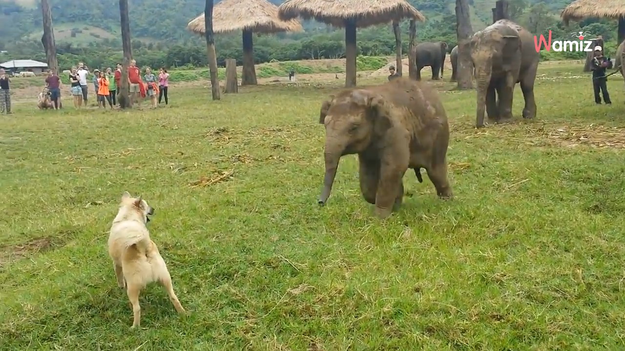 ¡Elefante bebé se abalanza sobre un perro! No dan crédito a lo que pasa después (vídeo)