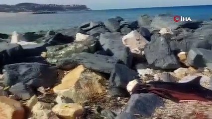 İstanbul'da sahile ölü yunus vurdu