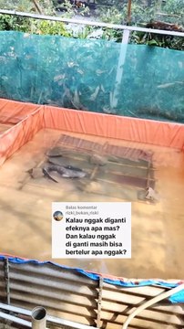 Begini rasikonya jika induk lele sudah afkir tidak kalian ganti