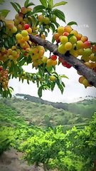 "The Surprising Health Benefits of Plums: Why You Should Add This Superfruit to Your Diet NOW!"