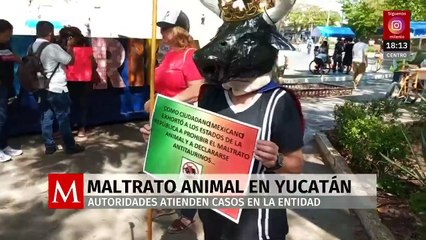 700 casos de maltrato animal en Yucatán en tres años sin avances en investigaciones