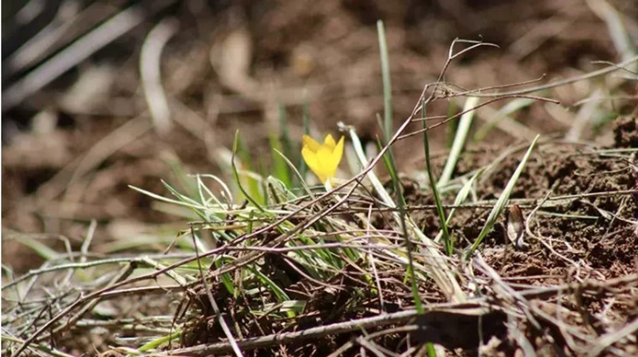 Son cemrenin toprağa düşmesiyle, baharın müjdecisi çiğdemler çiçek açtı
