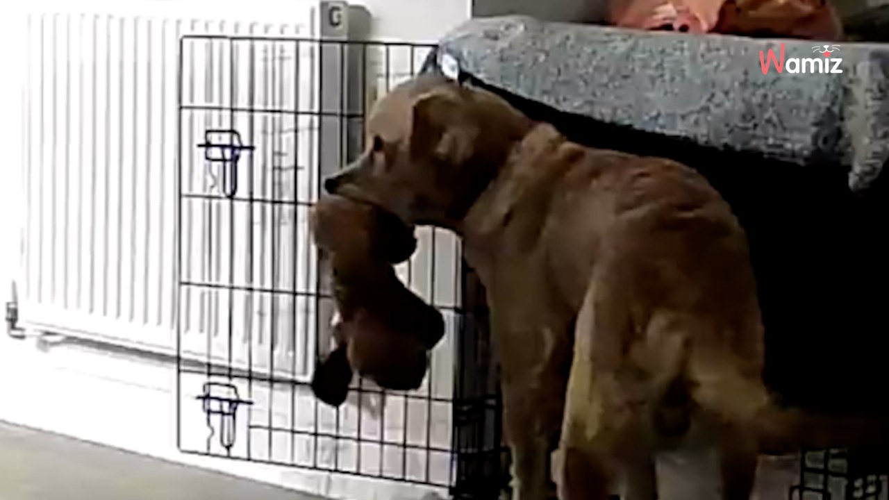 Frau entdeckt durch puren Zufall, was ihr Partner ihrem Hund angetan hat: 'Ich habe geweint!'