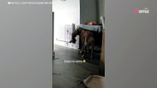 Frau entdeckt durch puren Zufall, was ihr Partner ihrem Hund angetan hat: "Ich habe geweint!"