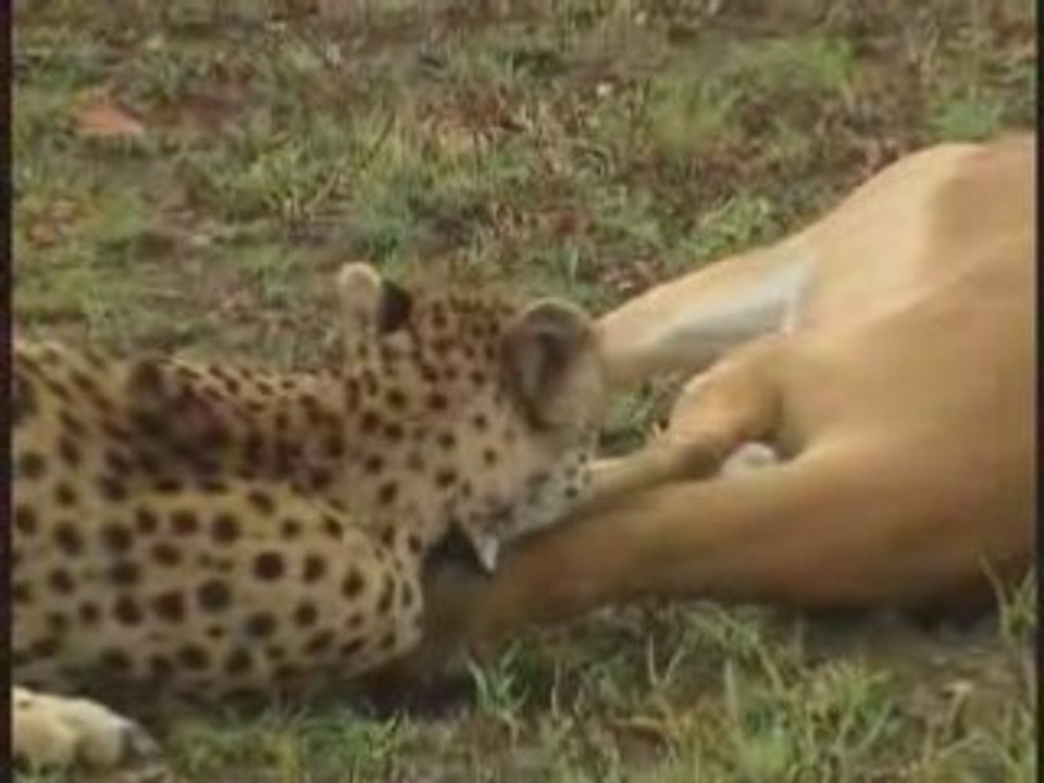Un impala plus malin qu'un guépard et une hyène