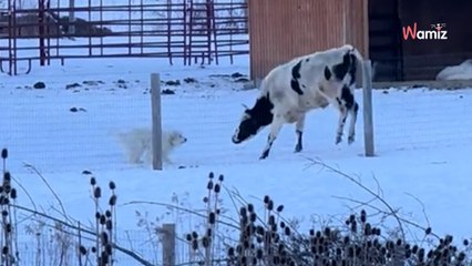 « Il n'y a aucune différence entre un chien et une vache » : 13,5K personnes approuvent sans hésiter devant cette scène (vidéo)