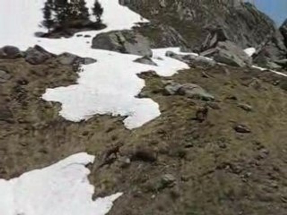 Course de chamois