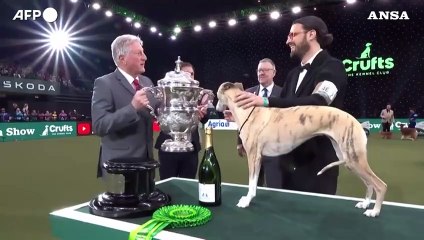 Un cane italiano vince per la prima volta la mostra canina "Crufts"