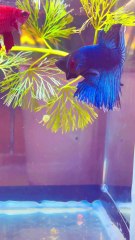 Pets Life #bettafish #fish #fishlover #bettapair #bettabreeding #breeding #aquarium #fighterfish