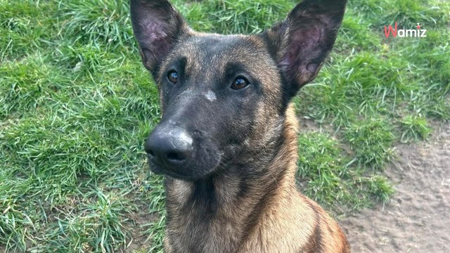 Trouvée errante avec une muselière très serrée, cette chienne pourtant très douce attend une seconde chance