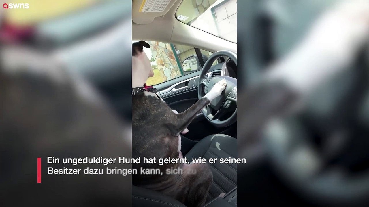 Urkomischer moment, in dem ein ungeduldiger hund sein herrchen mit der hupe zur eile mahnt